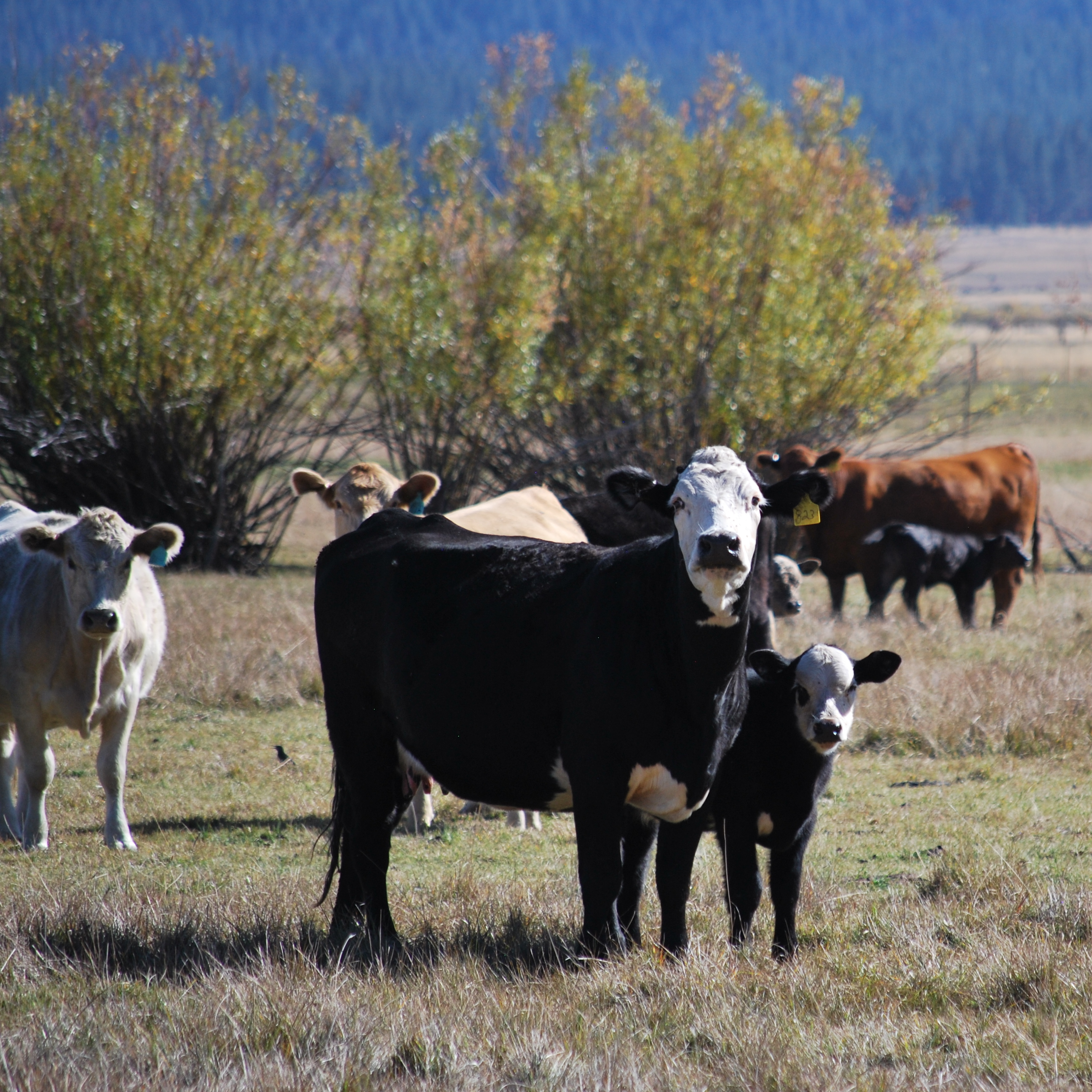 Rangeland Science 101 with Caroline Wade - logo